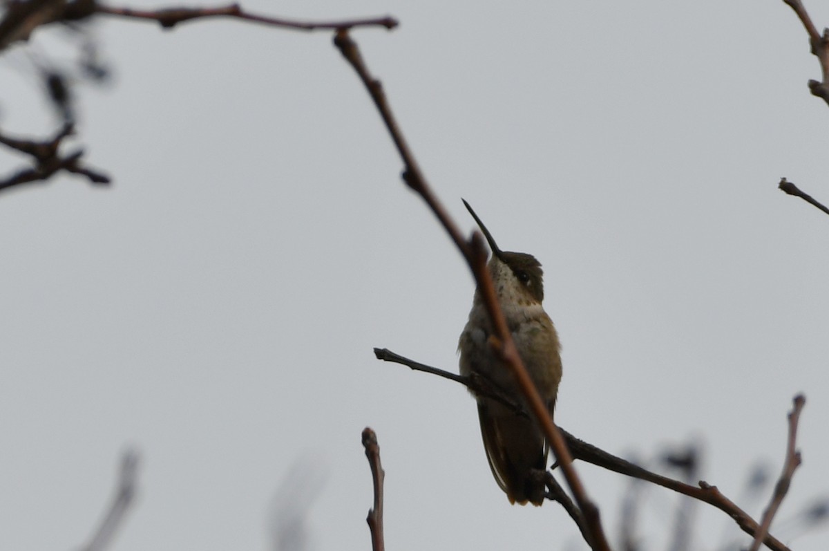 Black-chinned Hummingbird - ML207142221
