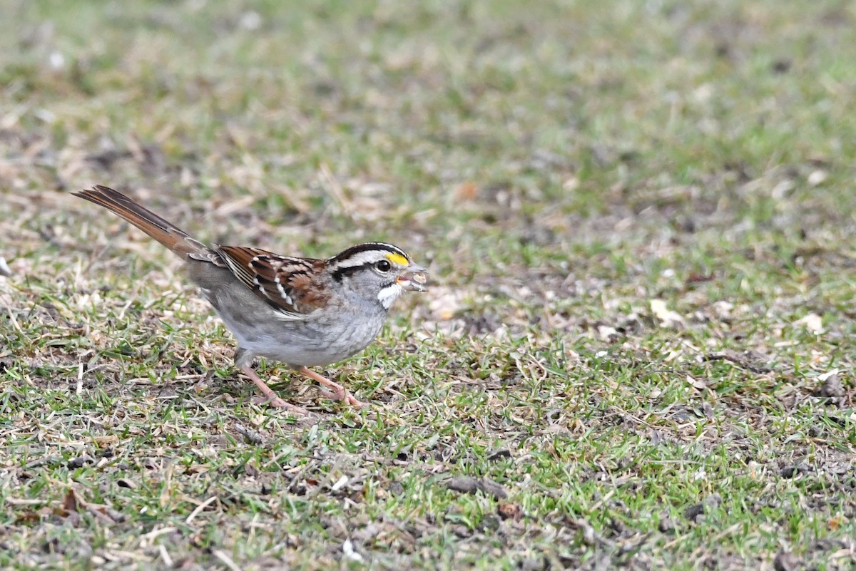 White-throated Sparrow - ML207142701