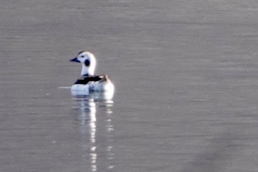 Long-tailed Duck - ML207144771