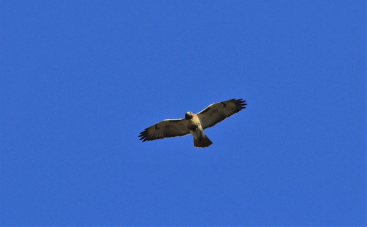 Red-tailed Hawk - ML207147691