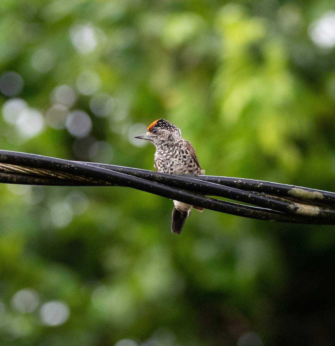 White-wedged Piculet - ML207152251