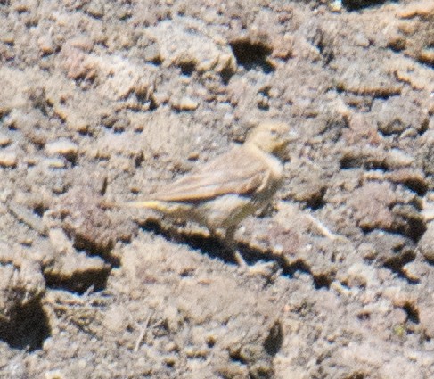 Greater Yellow-Finch - ML207152331