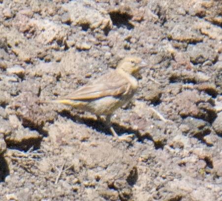 Greater Yellow-Finch - ML207152351