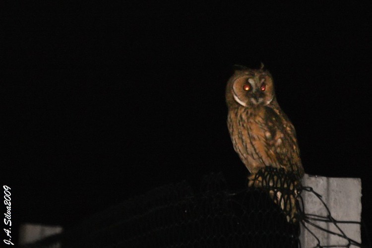 Long-eared Owl - ML20715301