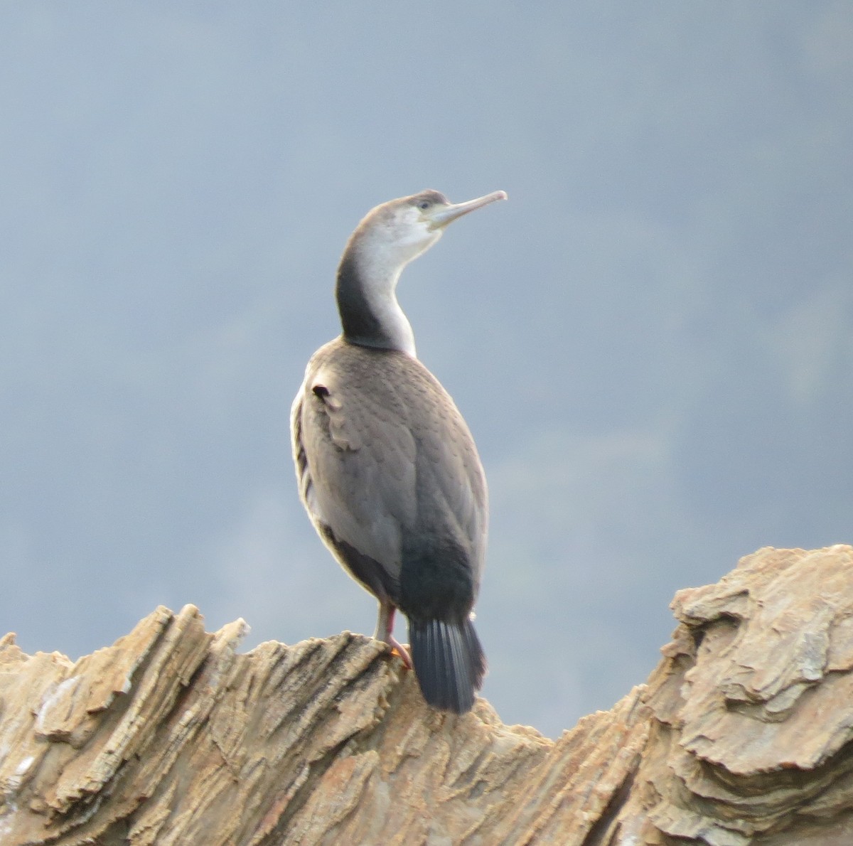 Spotted Shag - ML207154161