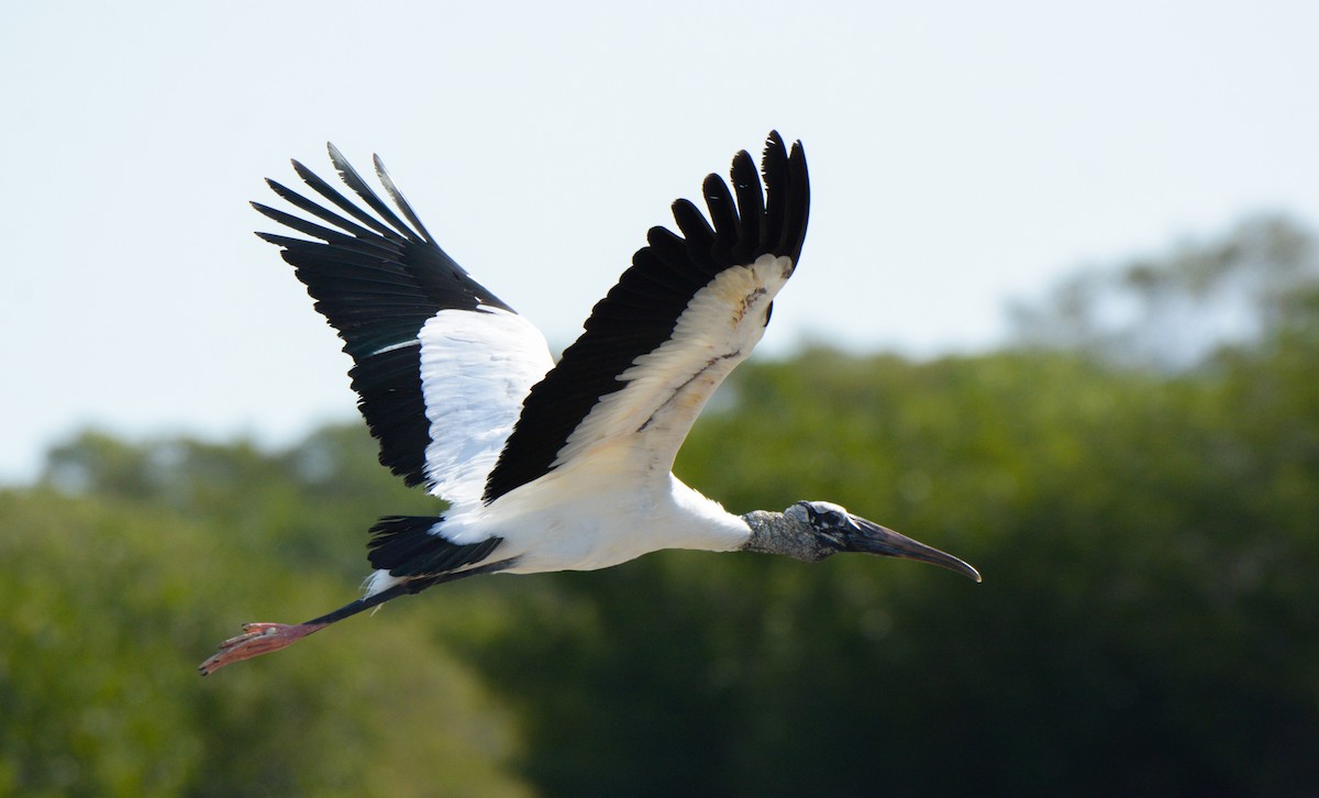 Wood Stork - Luis Trinchan