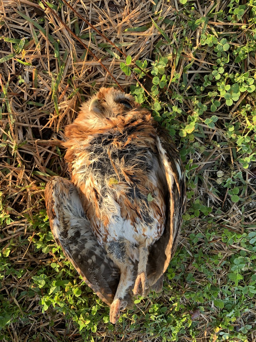 Eastern Screech-Owl - Bruce Bodjack