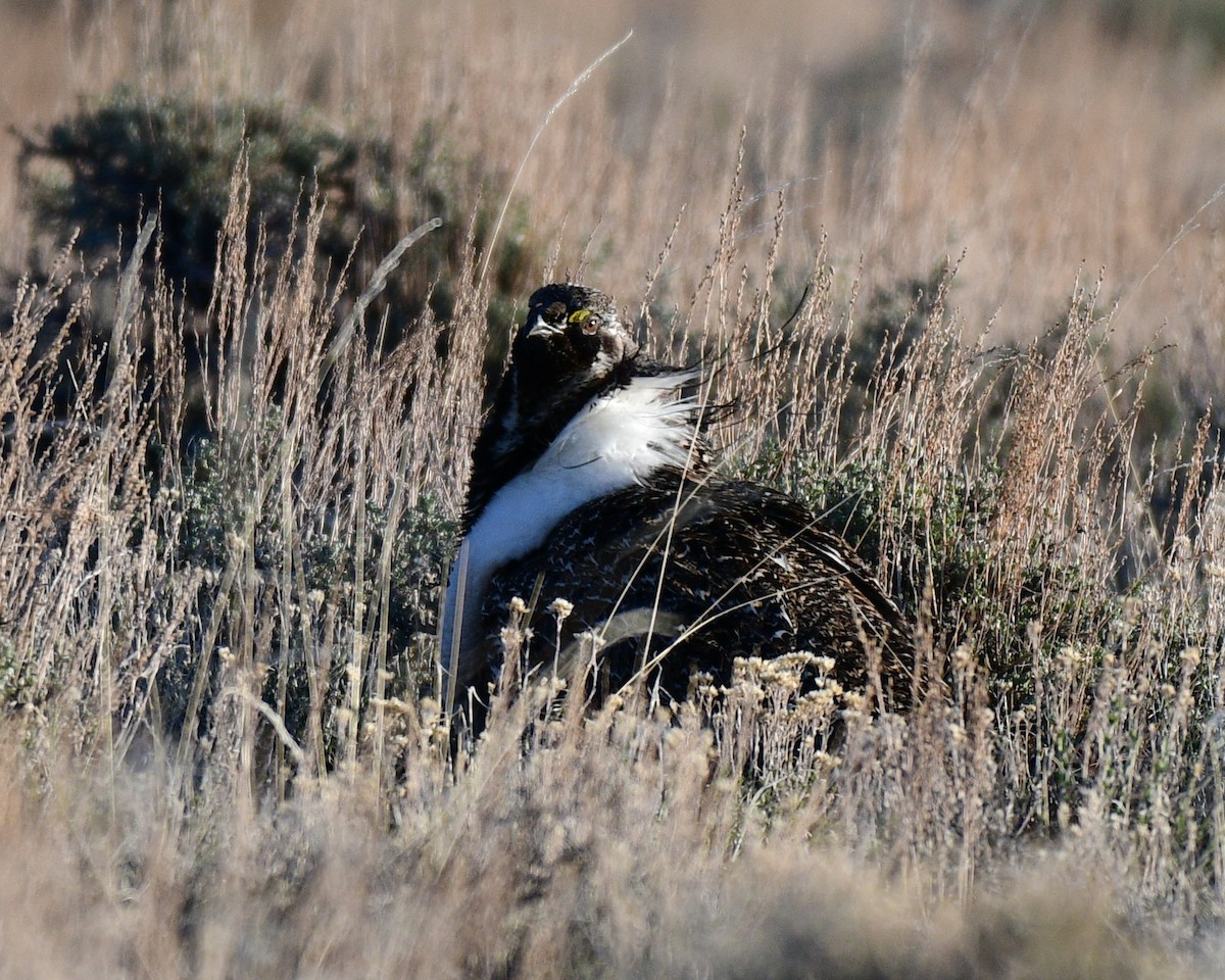 Greater Sage-Grouse - Scott Page