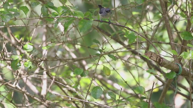 Plain-colored Tanager - ML207169141