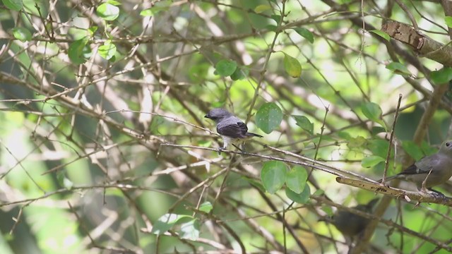 Plain-colored Tanager - ML207169461