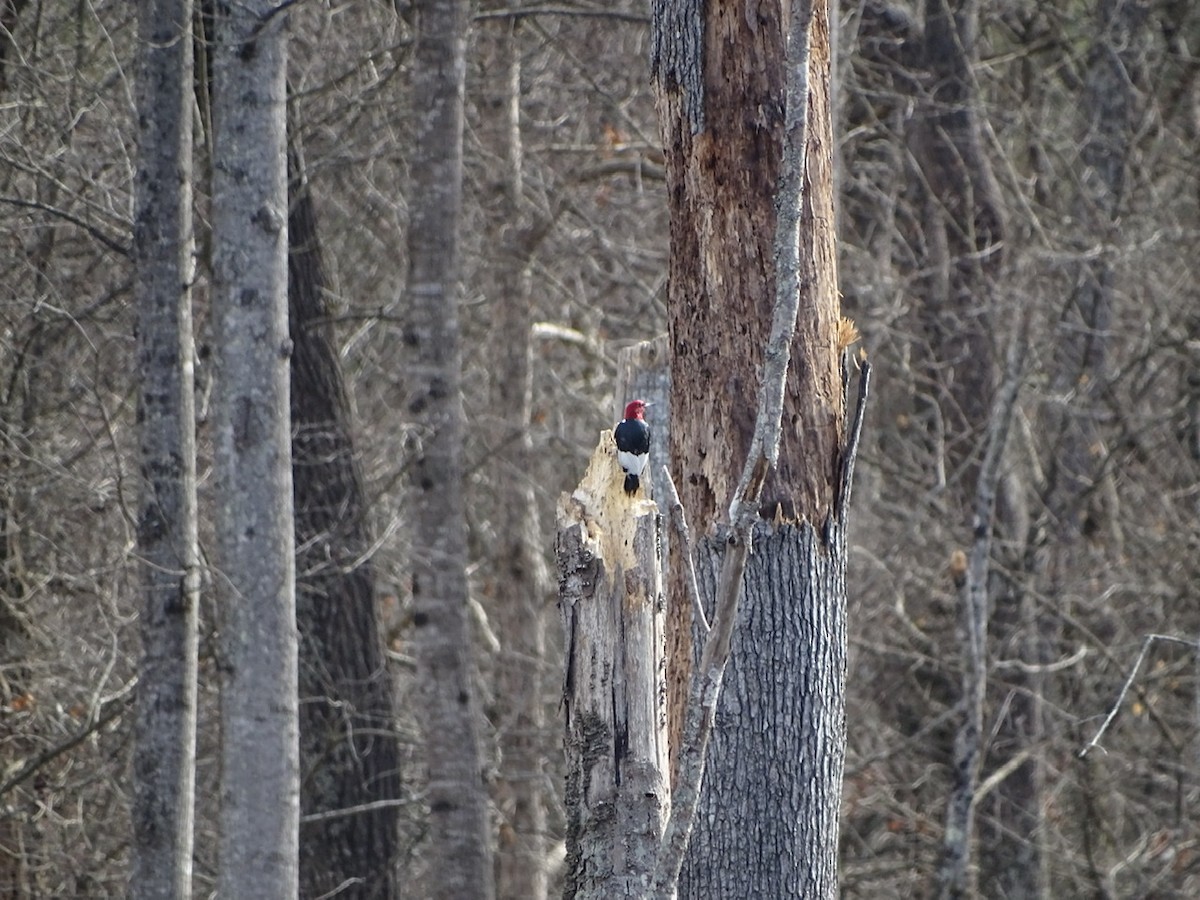 Red-headed Woodpecker - ML207175311