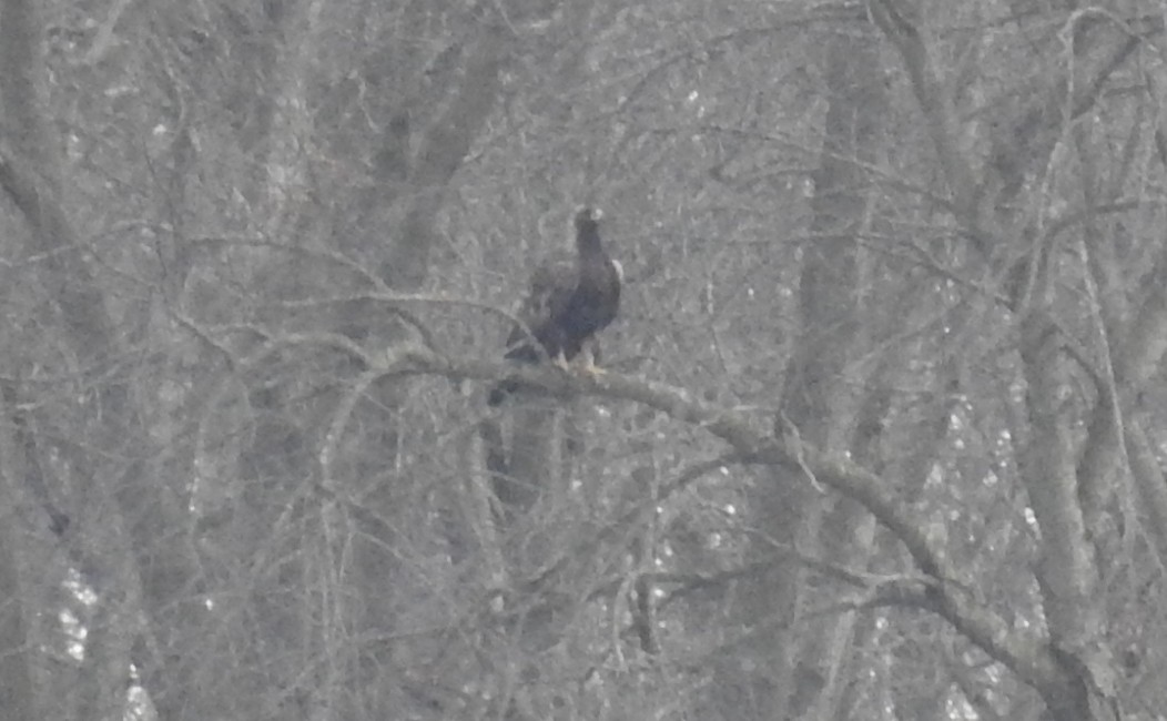 eBird Checklist - 3 Feb 2020 - 3003-3071 E 3100 N Rd - 17 species