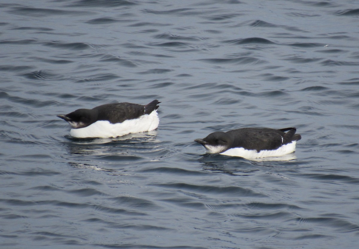 Thick-billed Murre - ML207179081