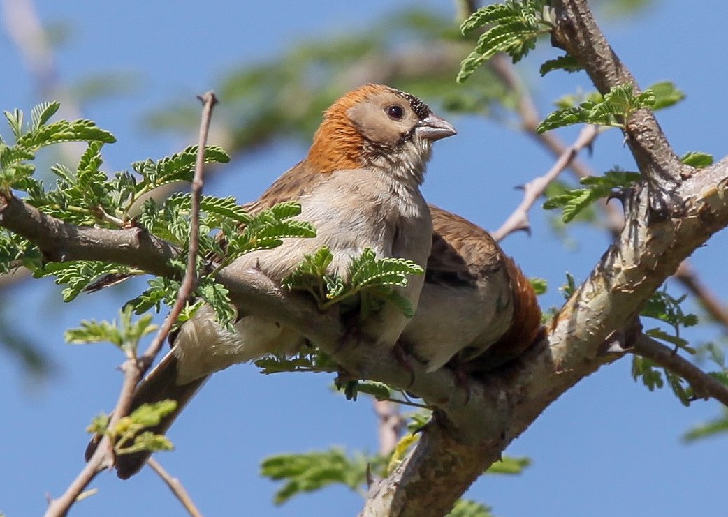 Speckle-fronted Weaver - ML207182241