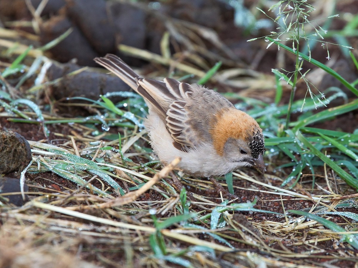 Speckle-fronted Weaver - ML207182281