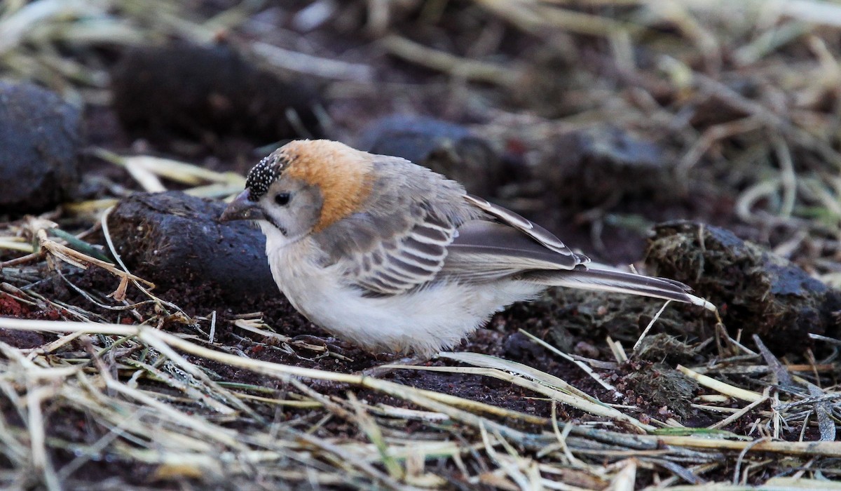 Speckle-fronted Weaver - ML207182291