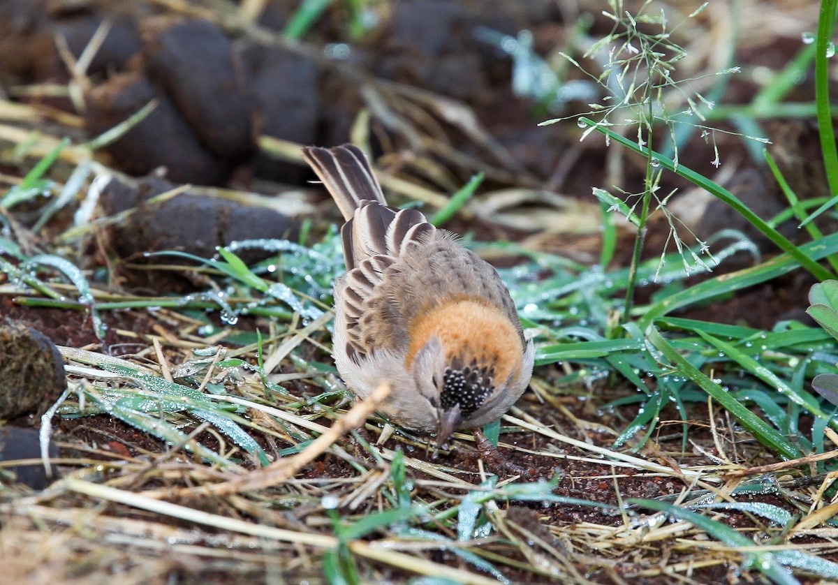 Speckle-fronted Weaver - ML207182301