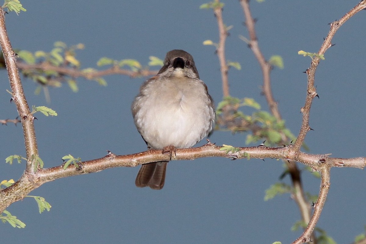 Northern Gray-headed Sparrow - ML207182971