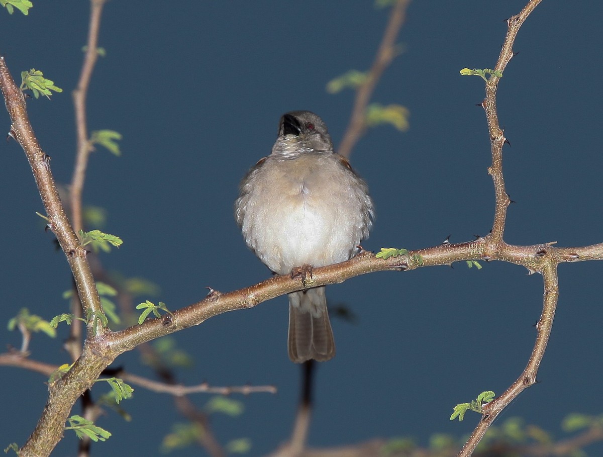 Northern Gray-headed Sparrow - ML207182981