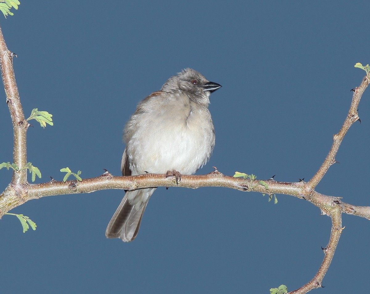 Northern Gray-headed Sparrow - ML207182991