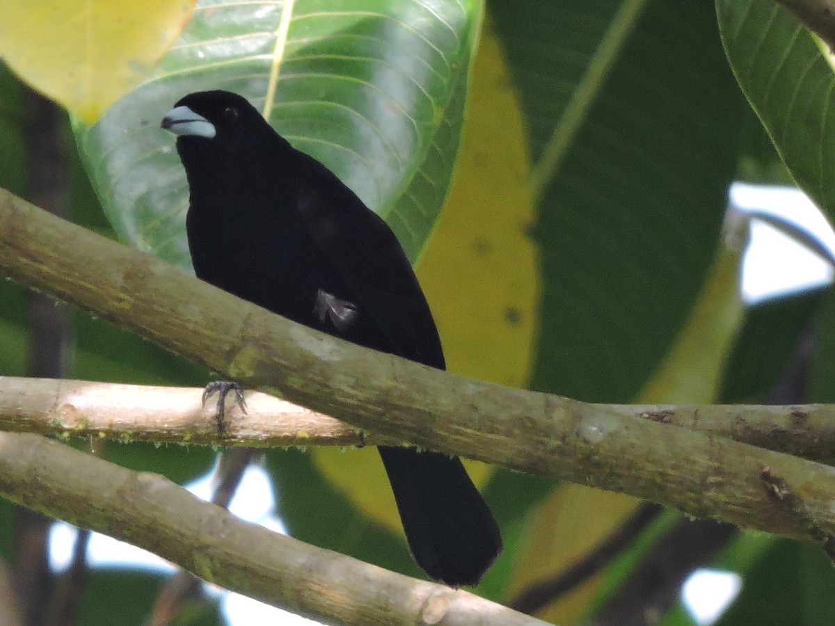 Flame-rumped Tanager - Michael Clay