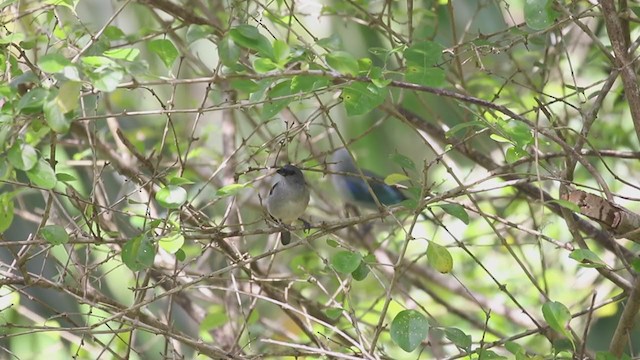 Plain-colored Tanager - ML207185701