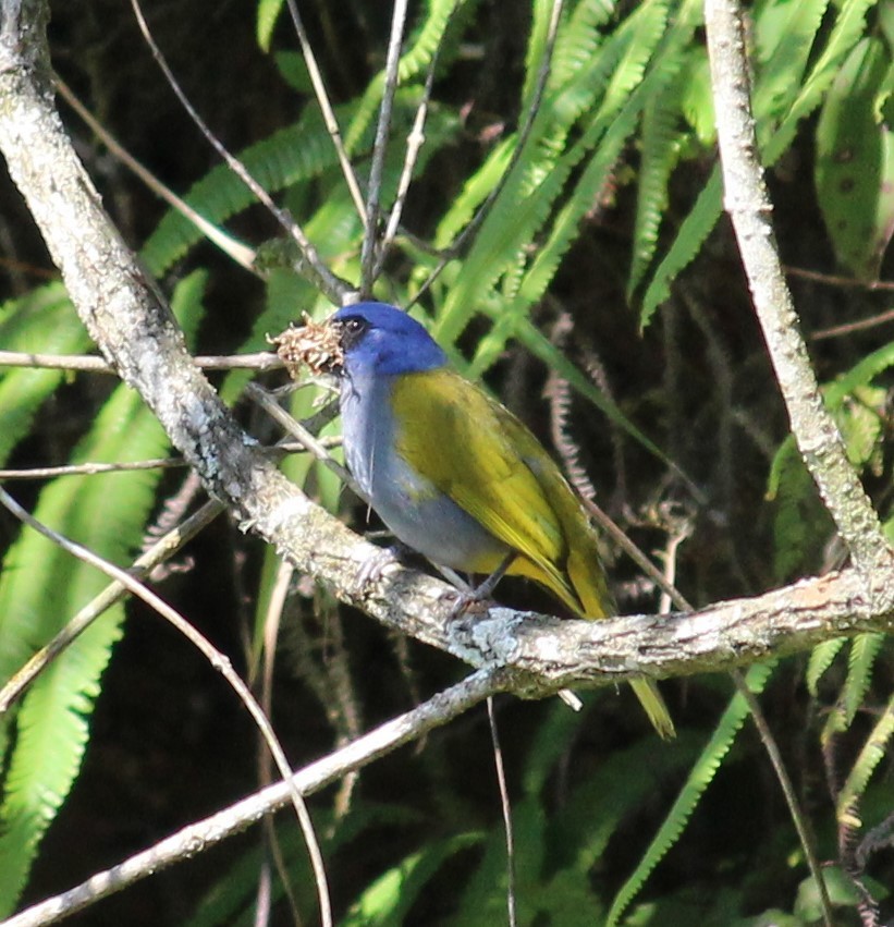 Blue-capped Tanager - ML207186541