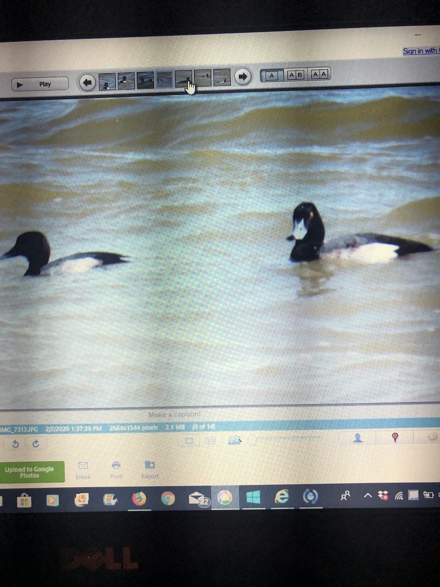 Greater Scaup - ML207186571