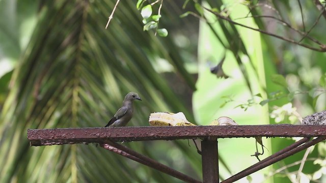 Plain-colored Tanager - ML207188181