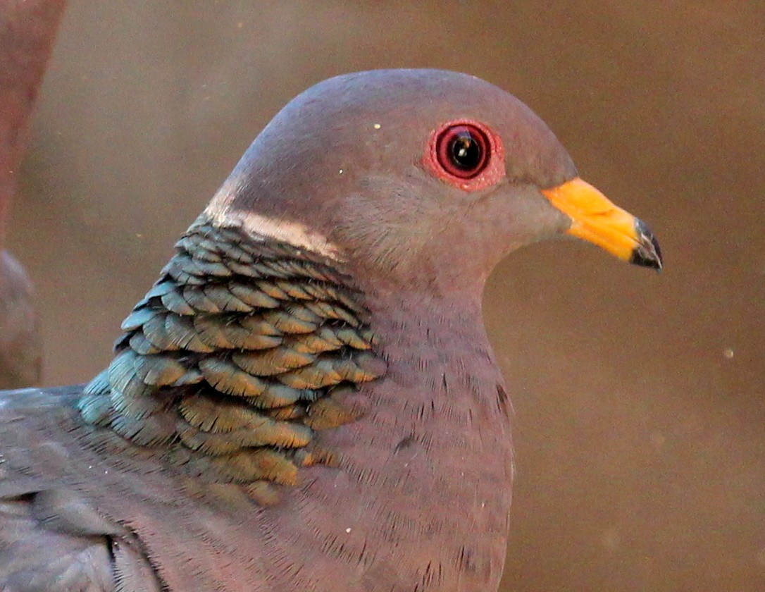 Band-tailed Pigeon - ML20718891