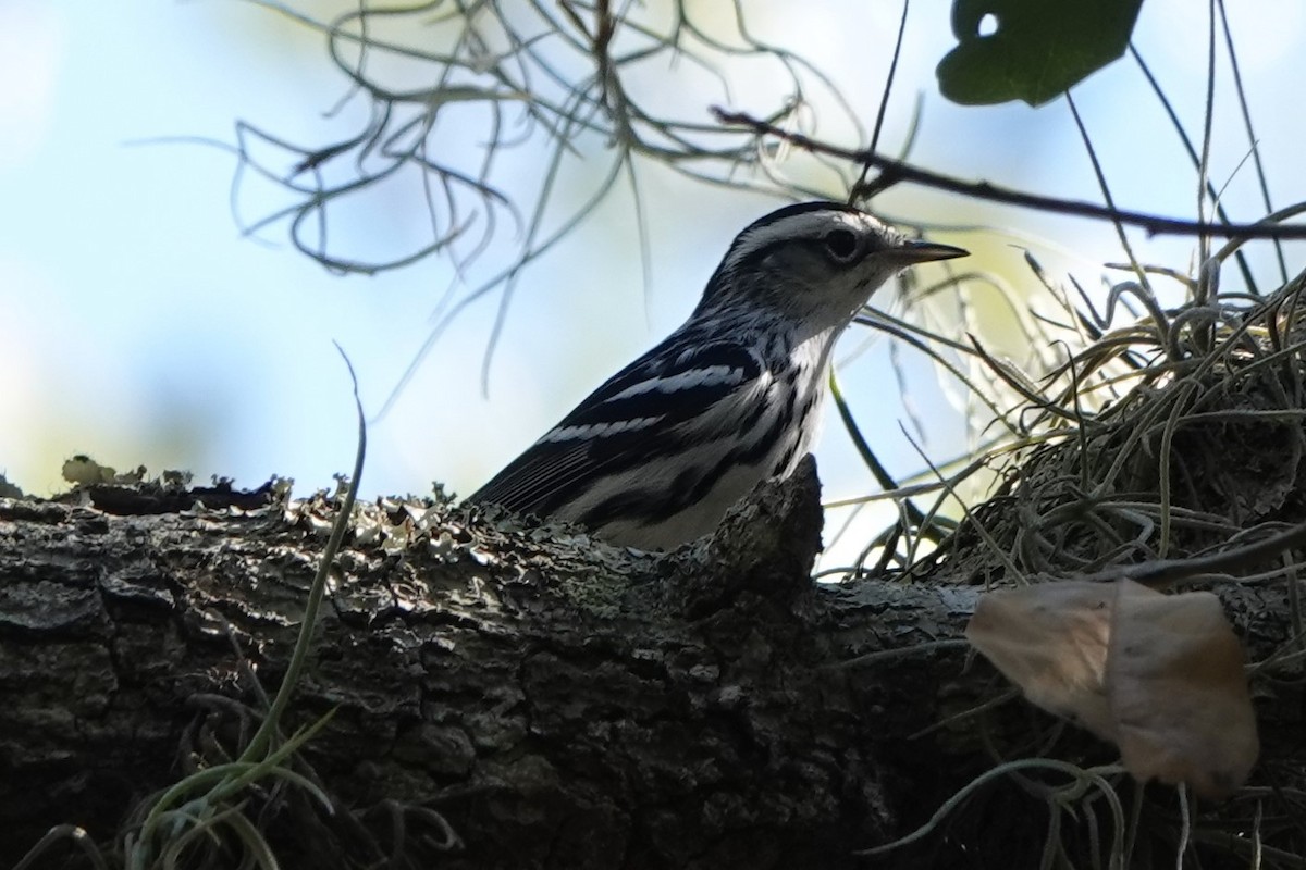 Black-and-white Warbler - ML207189141