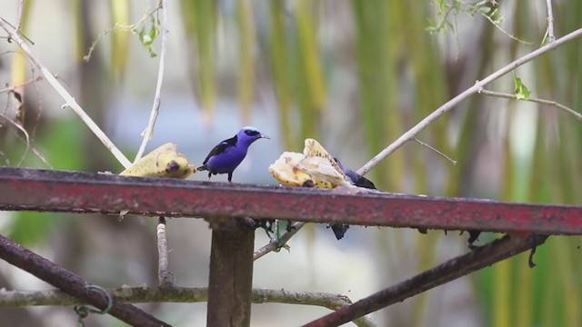 Plain-colored Tanager - ML207189811