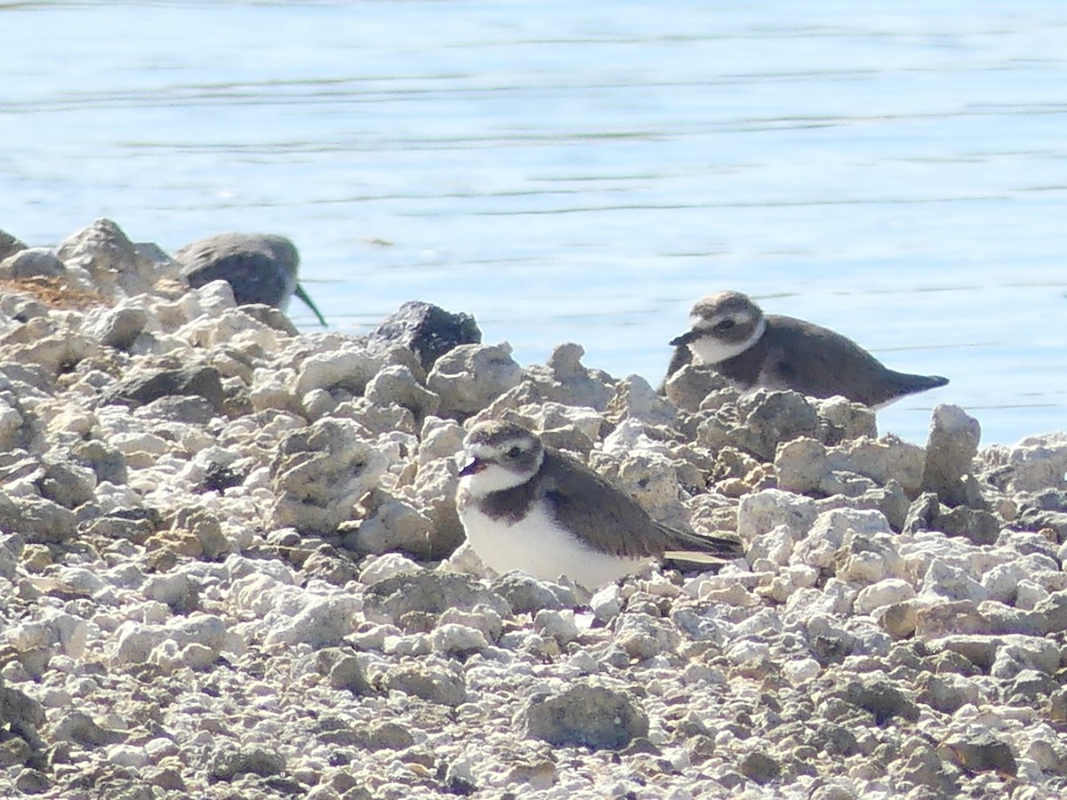 Semipalmated Plover - ML207191541