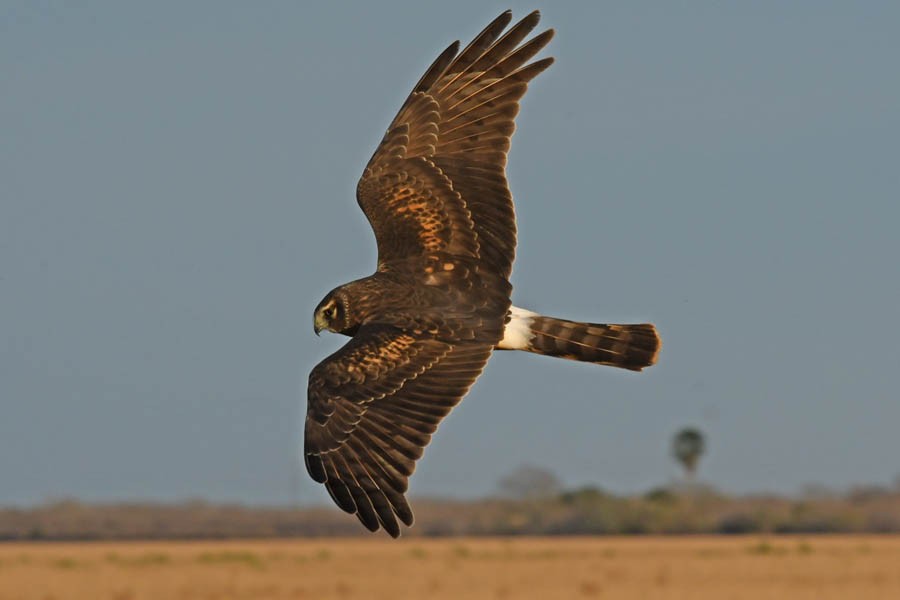 Northern Harrier - Troy Hibbitts
