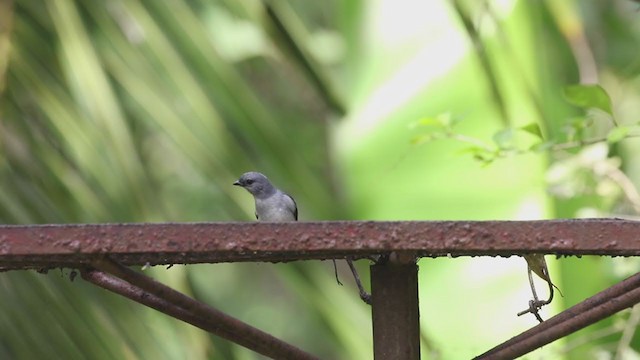 Plain-colored Tanager - ML207193551