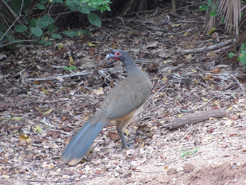 West Mexican Chachalaca - ML207198451