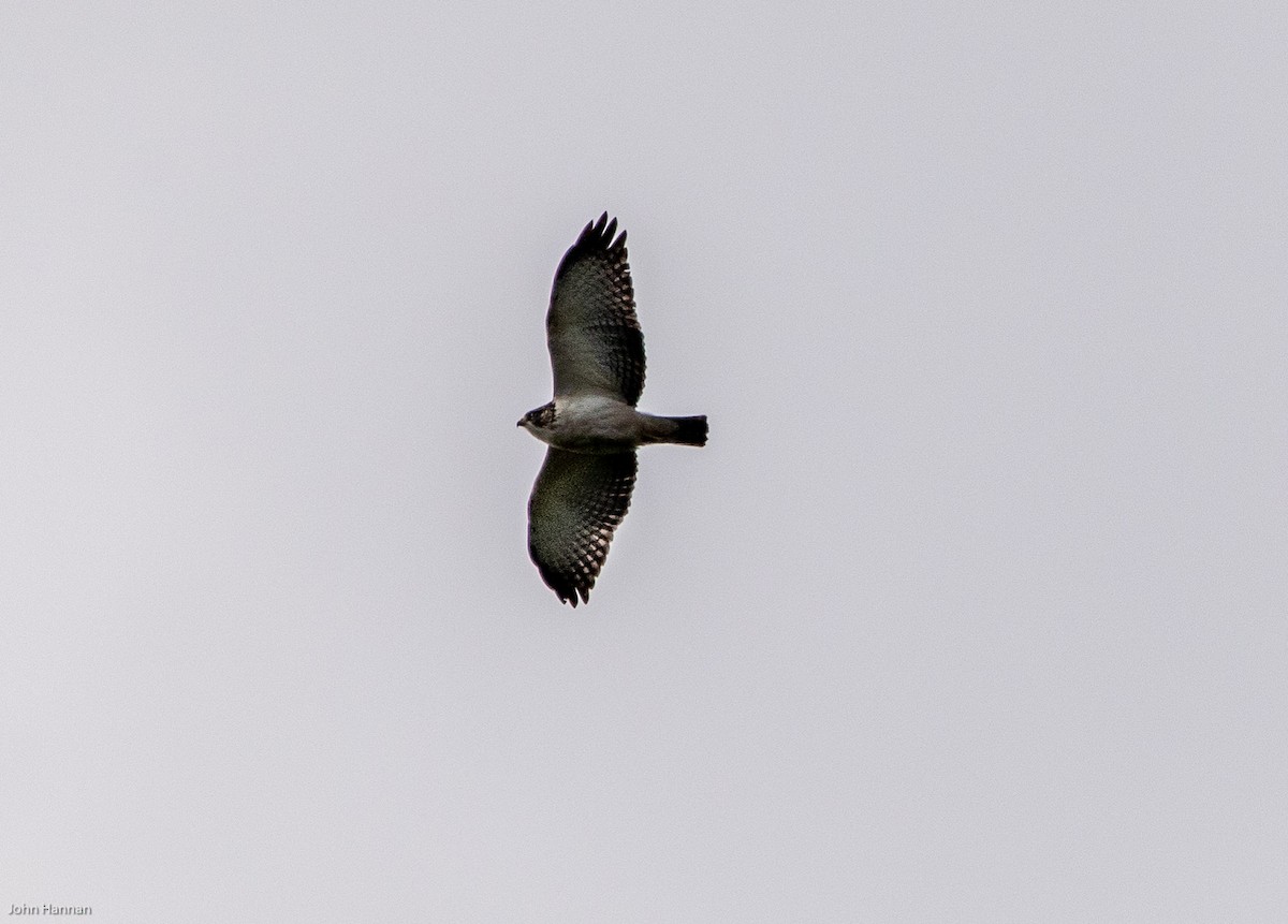 Short-tailed Hawk - John Hannan