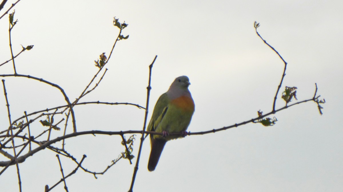 Pink-necked Green-Pigeon - ML207199271