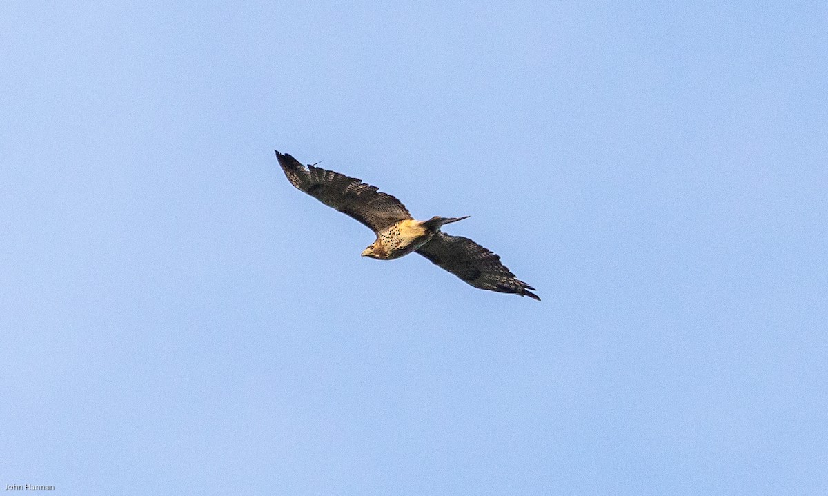 Red-tailed Hawk - John Hannan