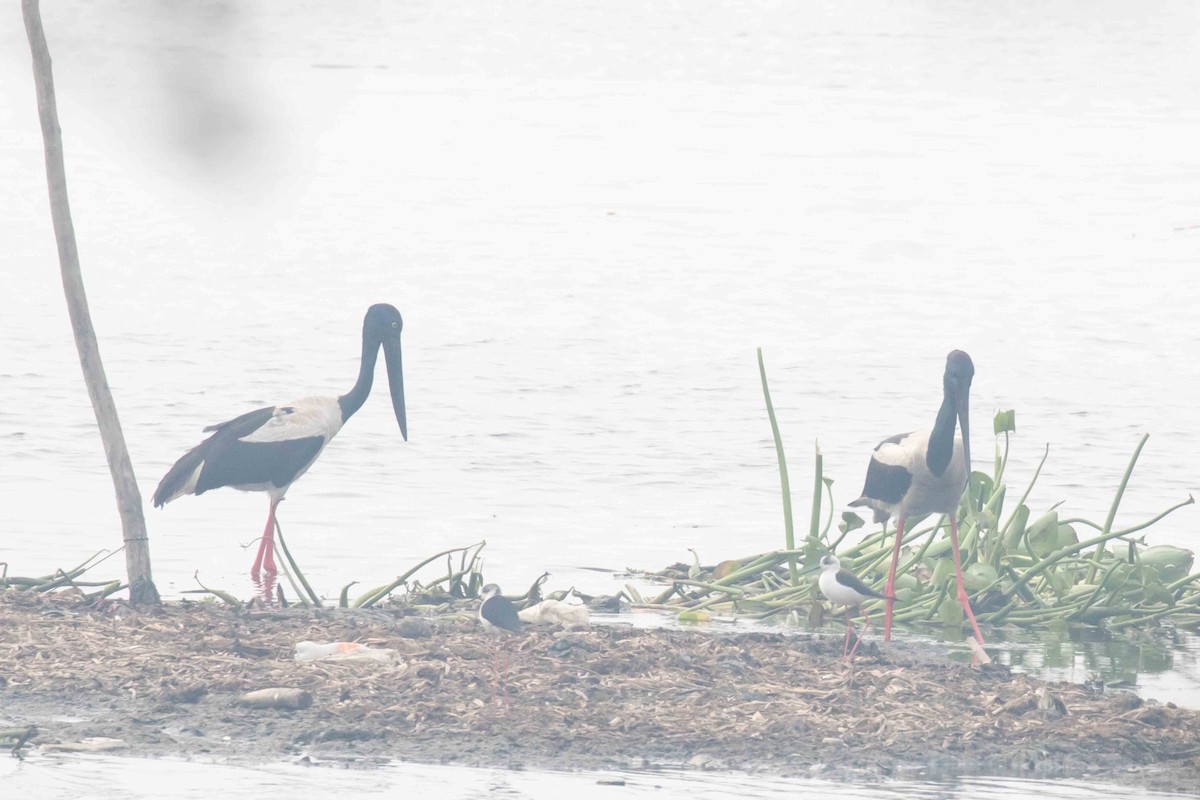 Black-necked Stork - ML207199851