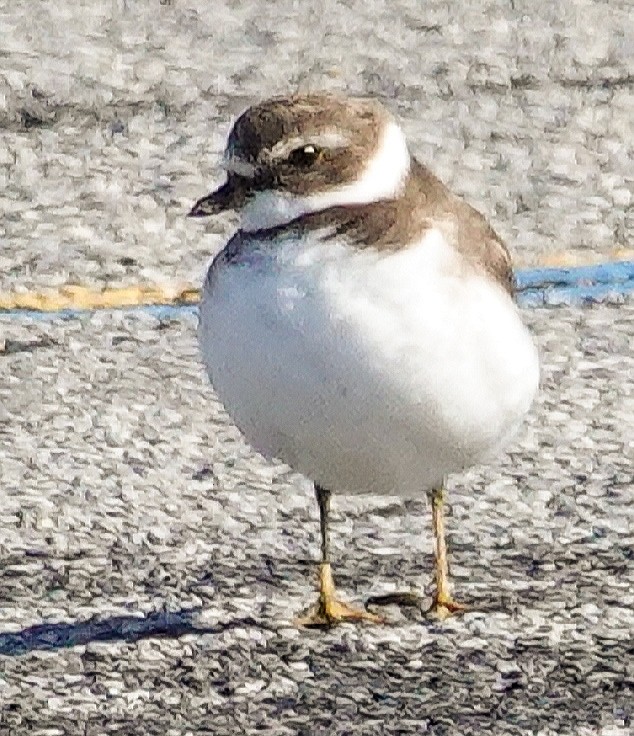 Semipalmated Plover - ML207202041