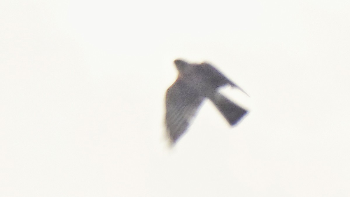 Japanese Sparrowhawk/Besra - ML207202201