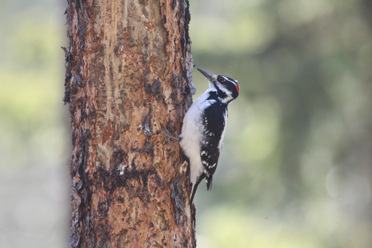 Hairy Woodpecker - Andy Witchger