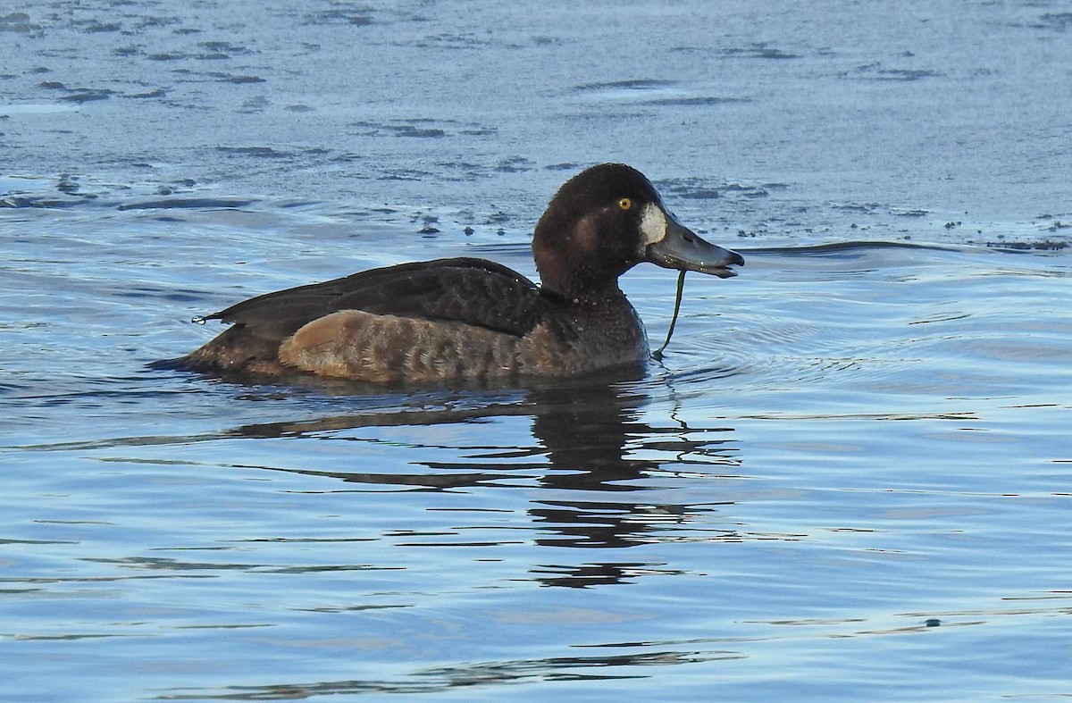 Greater Scaup - Jean Iron