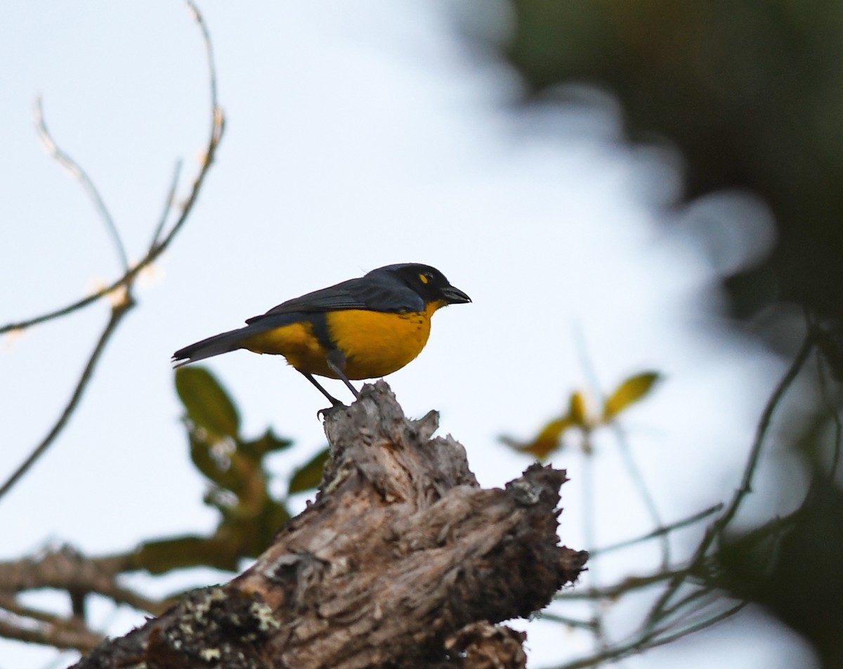 Black-cheeked Mountain Tanager - ML207204821