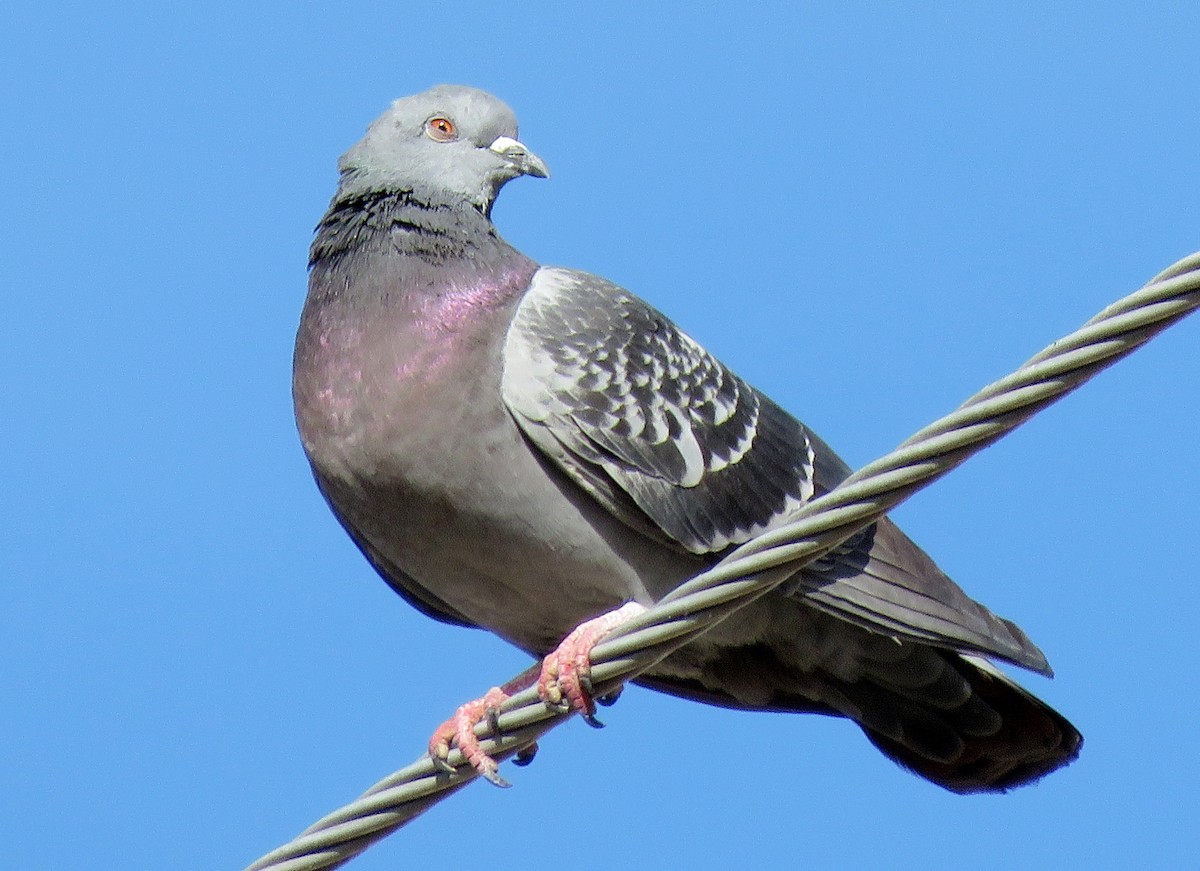 Rock Pigeon (Feral Pigeon) - ML207205861