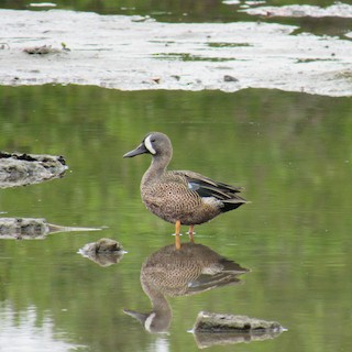 Blue-winged Teal, ML207207221