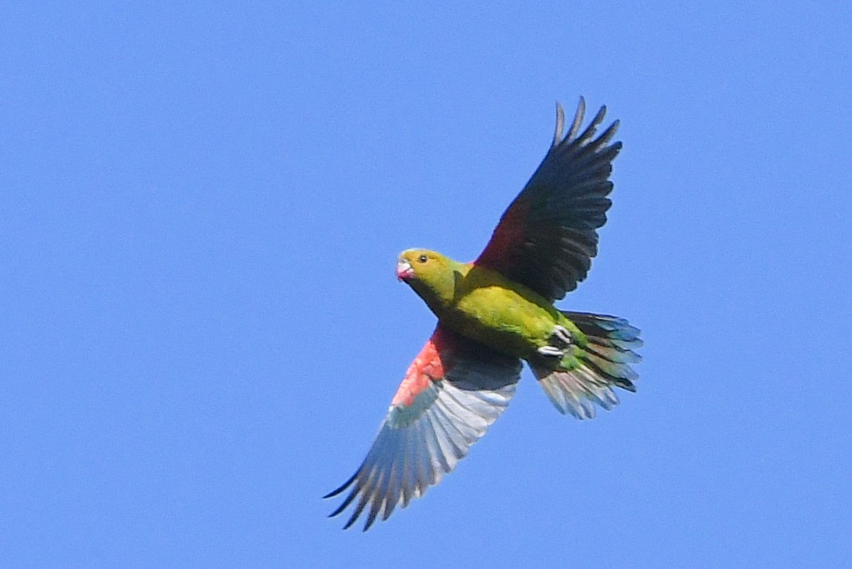Indigo-winged Parrot - ML207207831