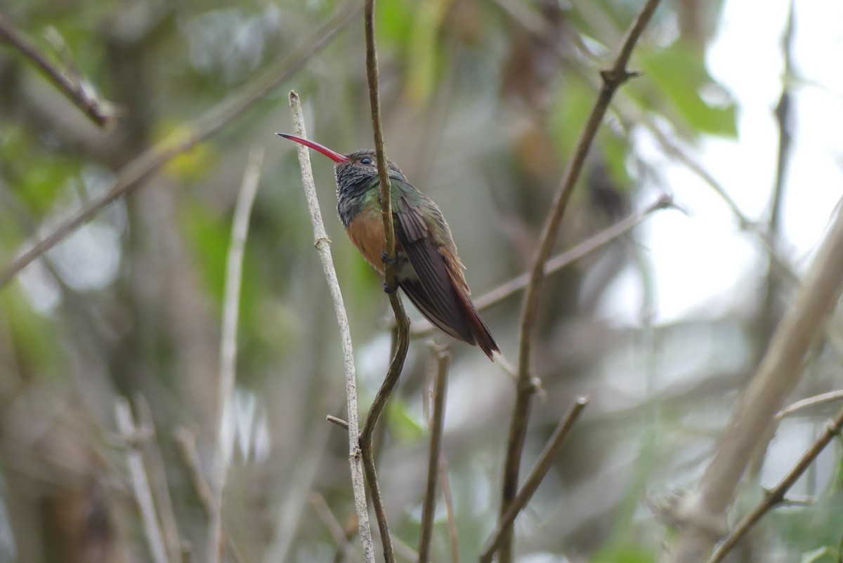 Buff-bellied Hummingbird - ML207208481