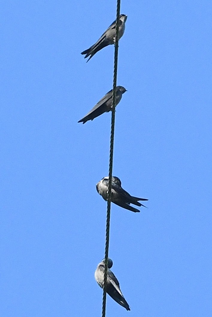 Brown-bellied Swallow - ML207209161